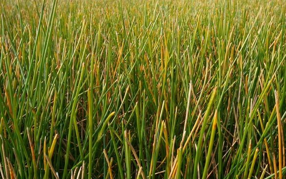 孛荠种植技术_孛荠种孛荠种植视频_饽荠种植