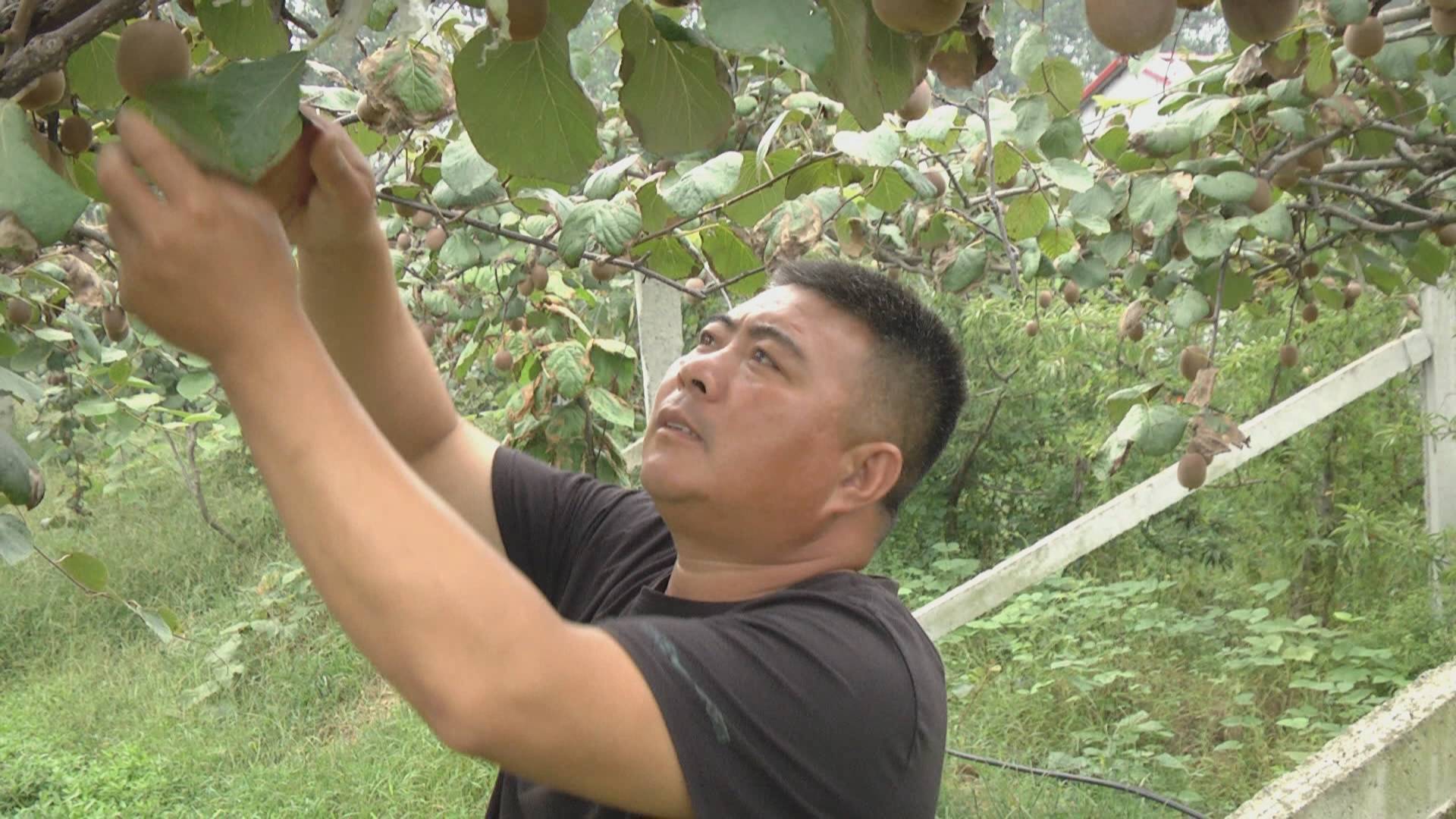 cctv2致富栏目_致富经猕猴桃视频_致富经栏目 猕猴桃