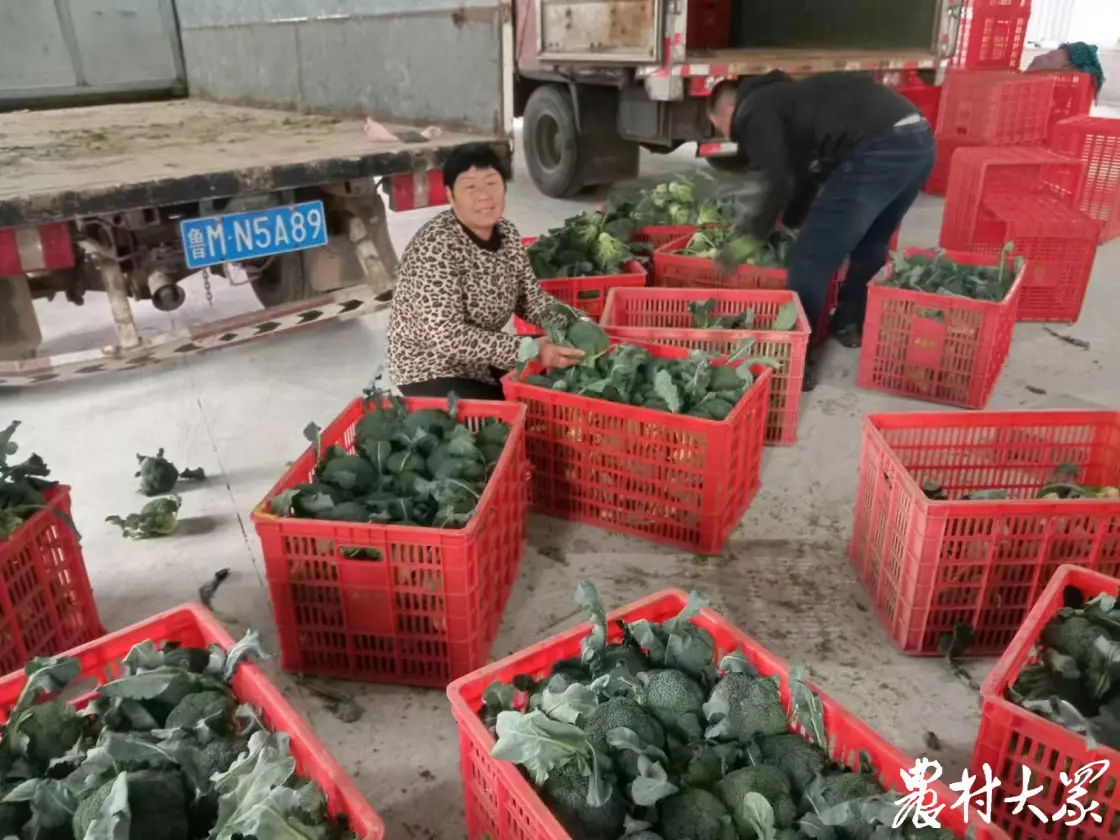 特色种植敲开村民致富门_农村致富门实例_致富经农村种植