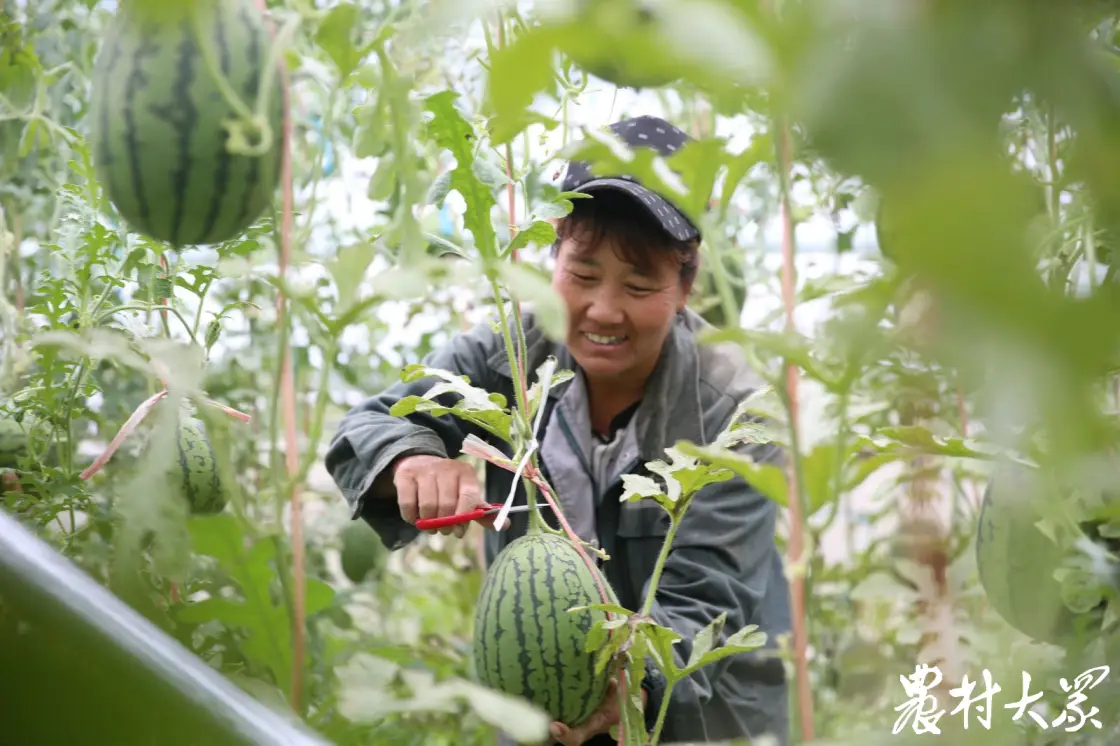 致富经农村种植_特色种植敲开村民致富门_农村致富门实例