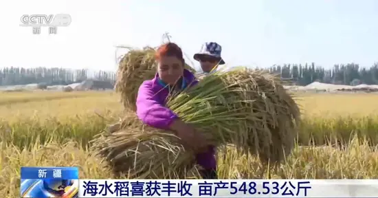 海上能种菜吗_海上种植基地_种植海上致富菜