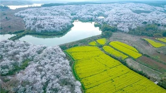 牡丹种植致富项目_牡丹致富种植项目怎么样_牡丹致富种植项目介绍