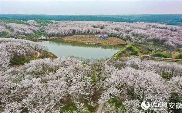 牡丹致富种植项目怎么样_牡丹种植致富项目_牡丹致富种植项目介绍