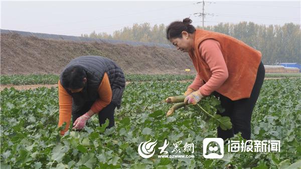 聊城东阿：特色萝卜惹人爱 敲开增收致富门