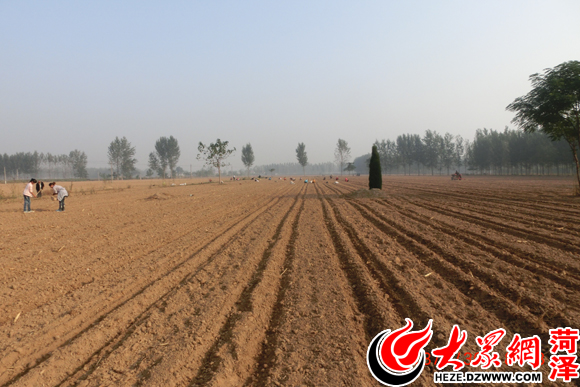 牡丹种植致富项目_牡丹种植前景怎么样_牡丹致富种植项目介绍