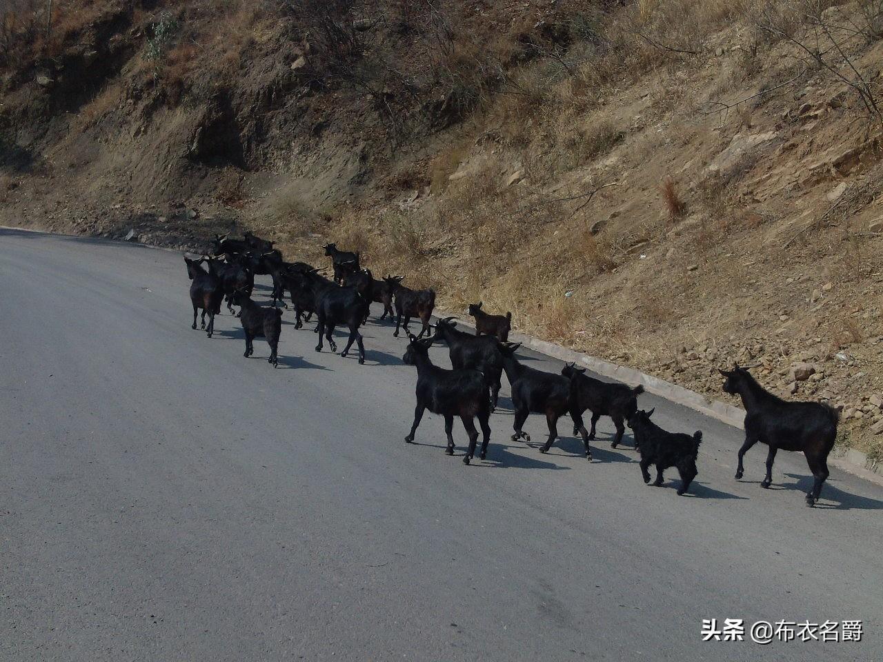 山区养羊视频_山区养殖羊技术视频_山区养殖羊技术