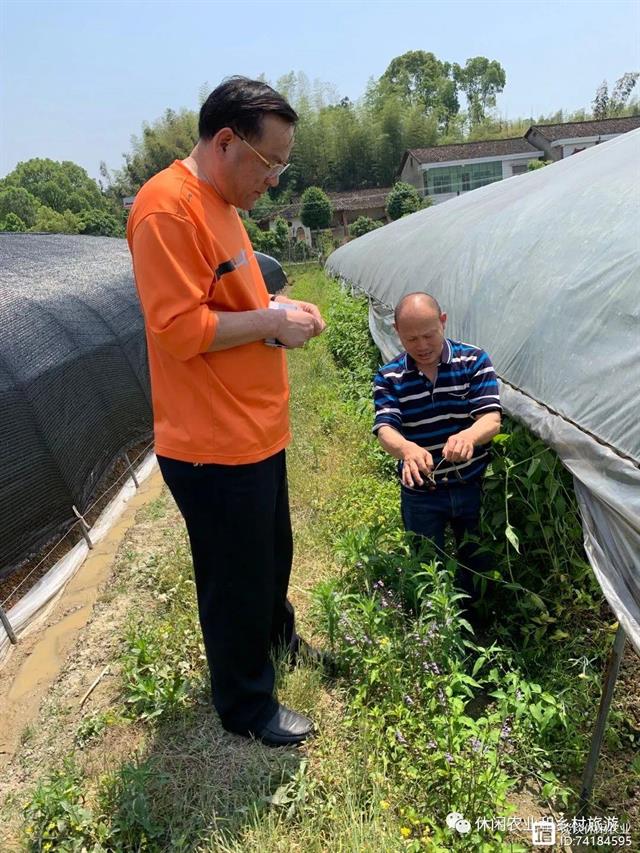 孛荠种植技术_孛荠种植方法_孛荠的种植技术