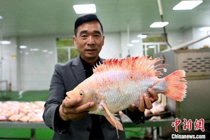 致富养殖红鲳鱼视频_养殖红鲳鱼致富_致富养殖红鲳鱼图片