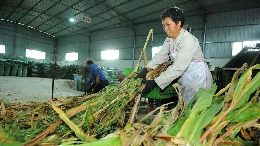 致富果汁种植项目有哪些_致富果汁种植项目简介_果汁种植致富项目