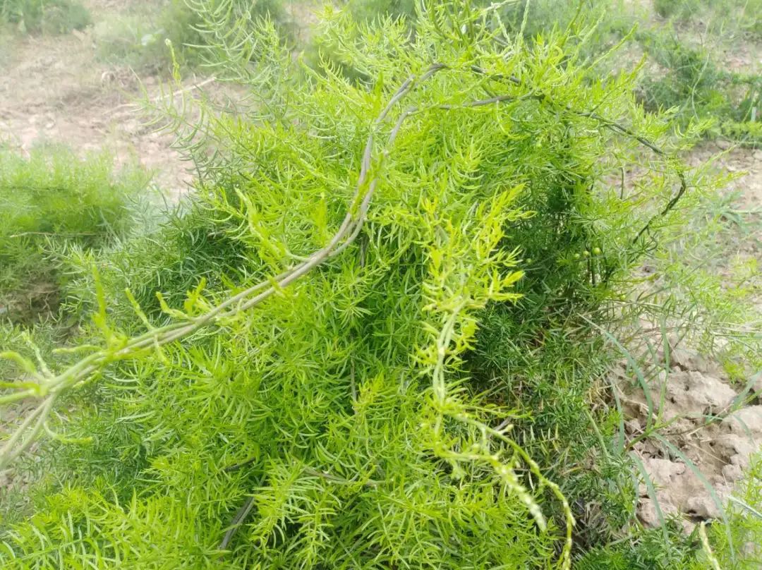 湖北荆州蔬菜种植基地_荆州的农村_荆州农村种植致富