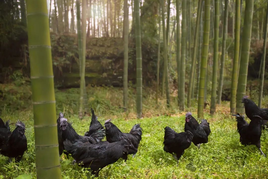 果汁种植致富项目_致富果汁种植项目介绍_果汁创业项目计划书