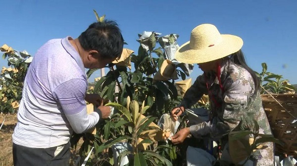 楚雄大姚：红土地上结出“致富果”