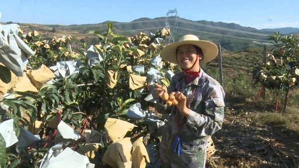 大理农民致富经_云南农村致富_大理的农村