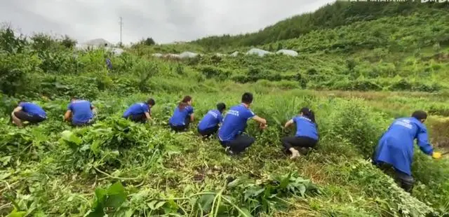 王淑娟_致富经王淑娟_致富经王伟