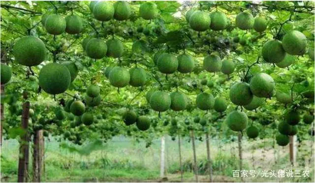 农民工种植致富吗_农民致富种植项目_致富种植农民工有补贴吗