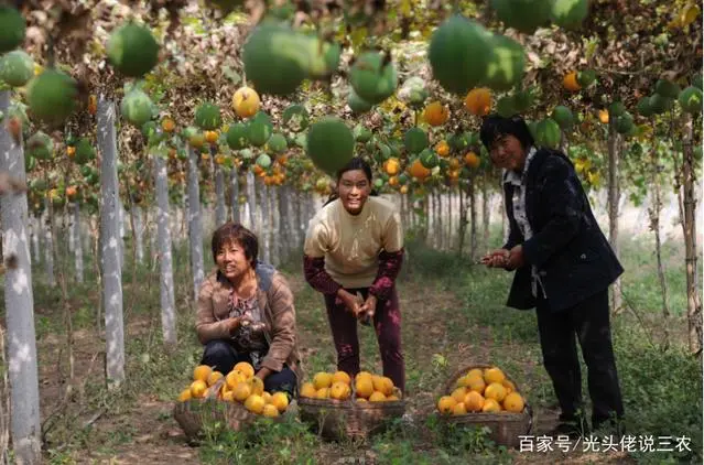 农民工种植致富吗_致富种植农民工有补贴吗_农民致富种植项目