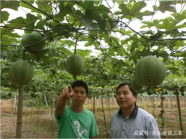 农民致富种植项目_农民工种植致富吗_致富种植农民工有补贴吗