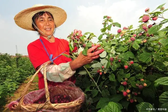 农民工致富门路_农民致富种植项目_农民工种植致富吗