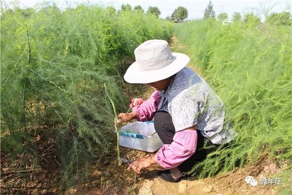 致富种植芦笋怎么样_致富经芦笋种植视频_芦笋的种植致富