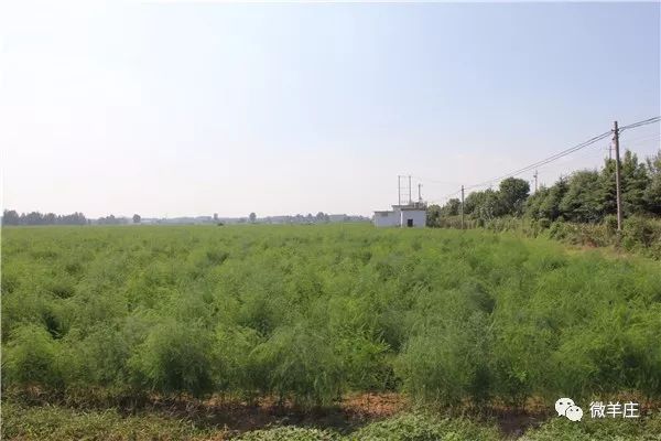 芦笋的种植致富_致富经芦笋种植视频_致富种植芦笋怎么样