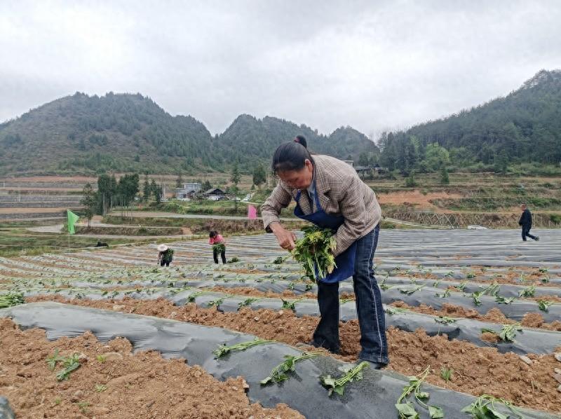 思南：红薯移栽忙 播种致富新希望