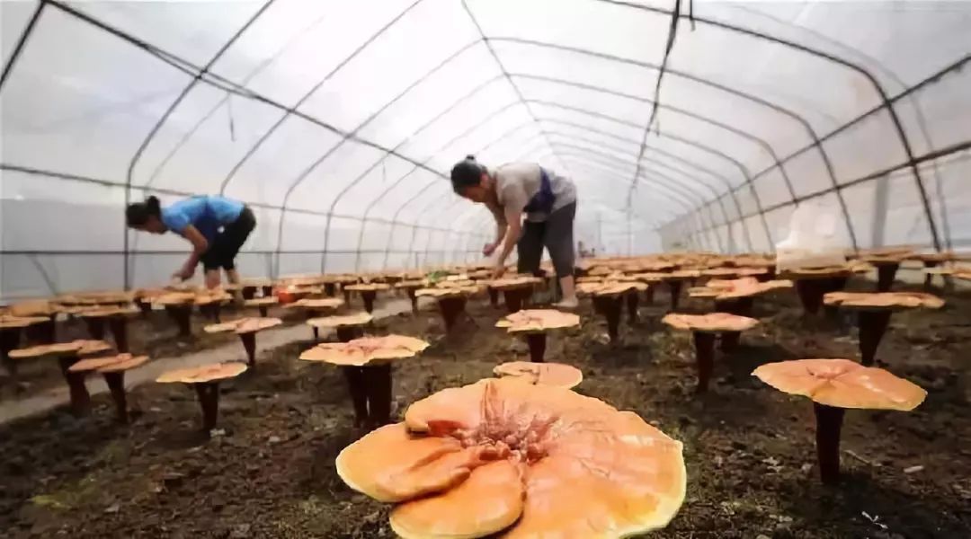 致富灵芝种植技术图片_致富经灵芝种植技术_致富灵芝种植技术与管理