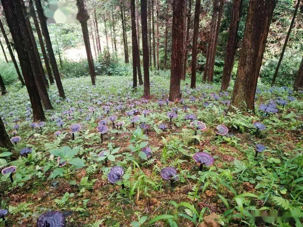 中药材种植发展现状与建议