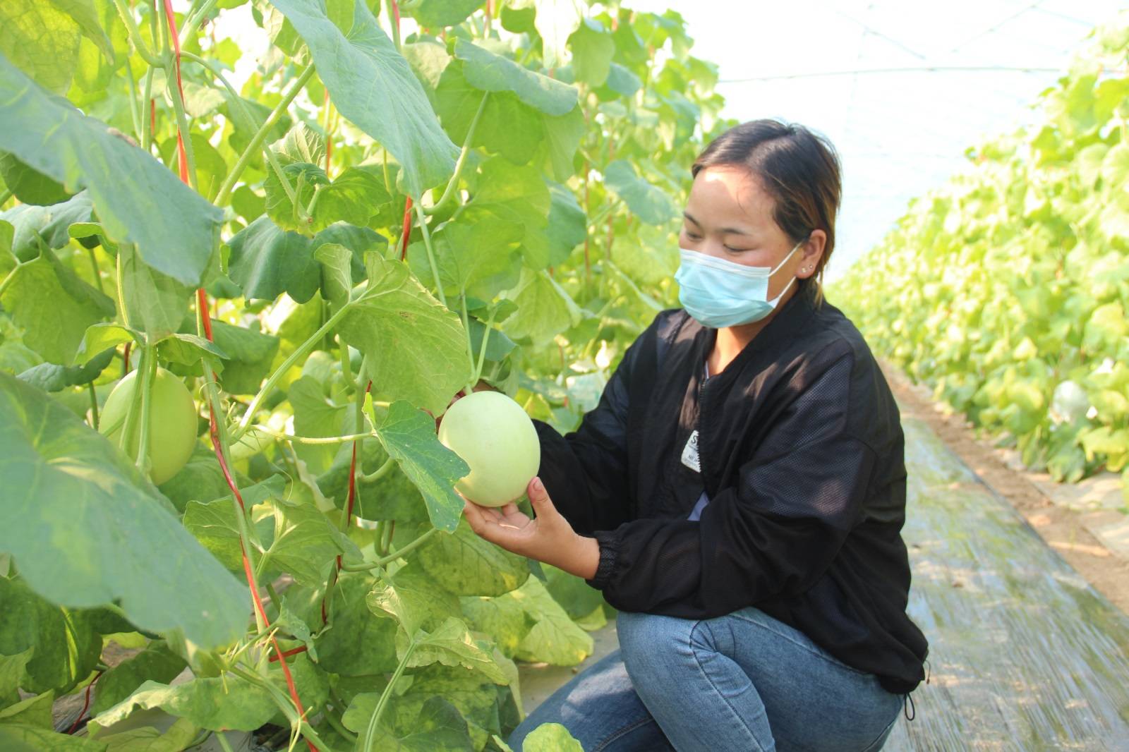 汴梁三农|这里的香瓜熟啦！特色林果助力乡村振兴