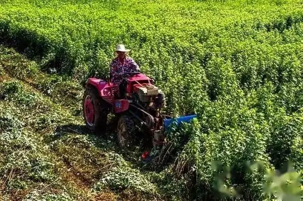 锂价格为什么暴跌_黑颈龟价格2018暴跌_致富经 价格暴跌