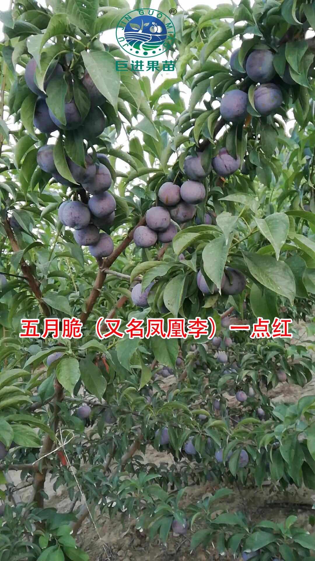 李子种植有效益吗？