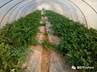 大棚西瓜种植技术和管理视频_视频西瓜大棚种植技术教程_西瓜的大棚种植技术视频