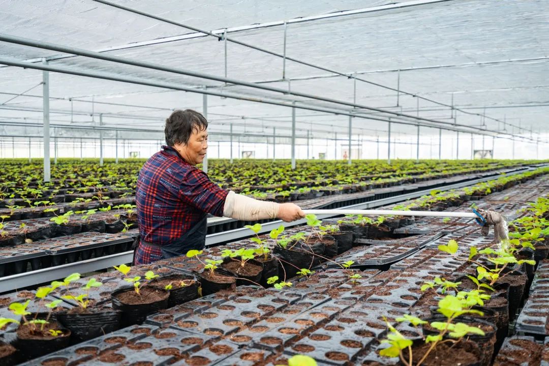 眉山周边草莓采摘_眉山草莓种植温室大棚致富_眉山草莓园采摘