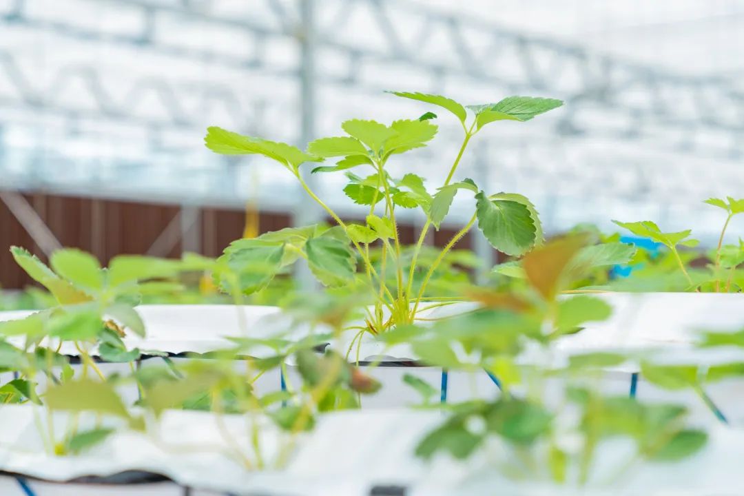 眉山草莓园采摘_眉山草莓种植温室大棚致富_眉山周边草莓采摘