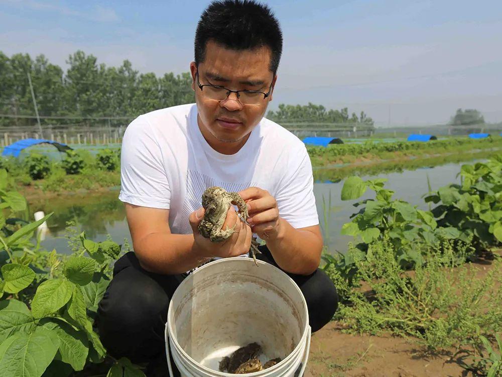 浙江农户养殖蟾蜍致富_浙江农户养殖蟾蜍致富_浙江农户养殖蟾蜍致富