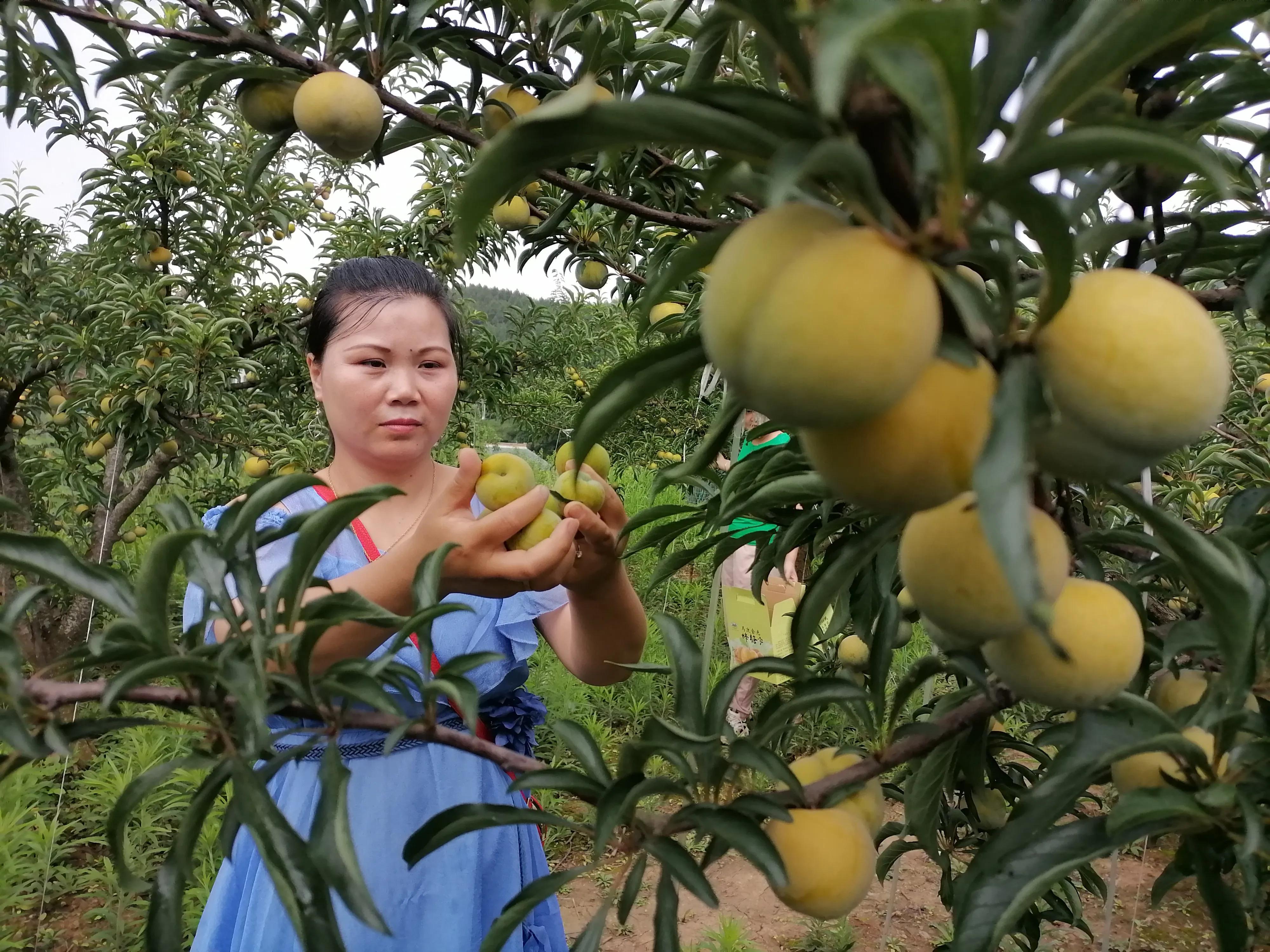 晚熟李子苗多少钱一棵_李子树晚熟优良品种_种植晚熟李子致富