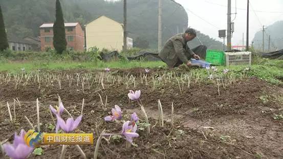 中药材种植致富_农村5个药材种植致富项目_农村种植中药致富