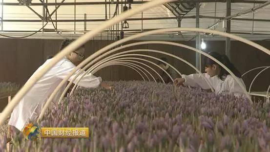 农村种植中药致富_中药材种植致富_农村5个药材种植致富项目