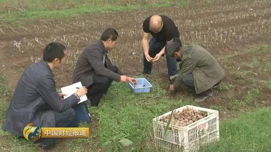 中药材种植致富_农村种植中药致富_农村5个药材种植致富项目