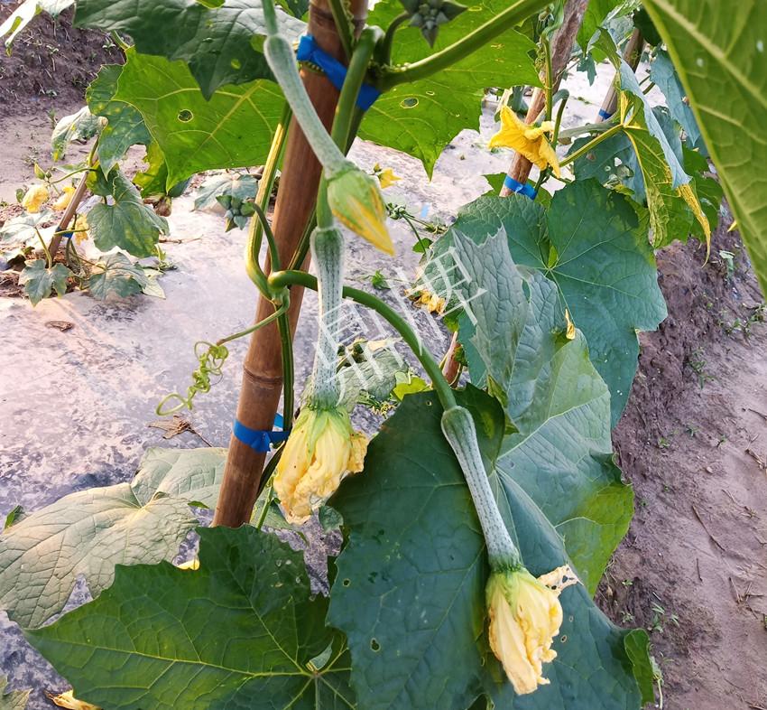 大棚种植丝瓜技术与管理_大棚丝瓜种植技术_大棚种植丝瓜技术要求