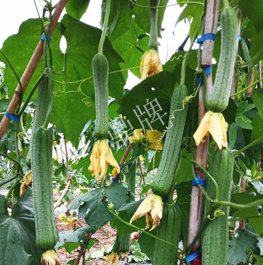 大棚丝瓜种植技术_大棚种植丝瓜技术与管理_大棚种植丝瓜技术要求