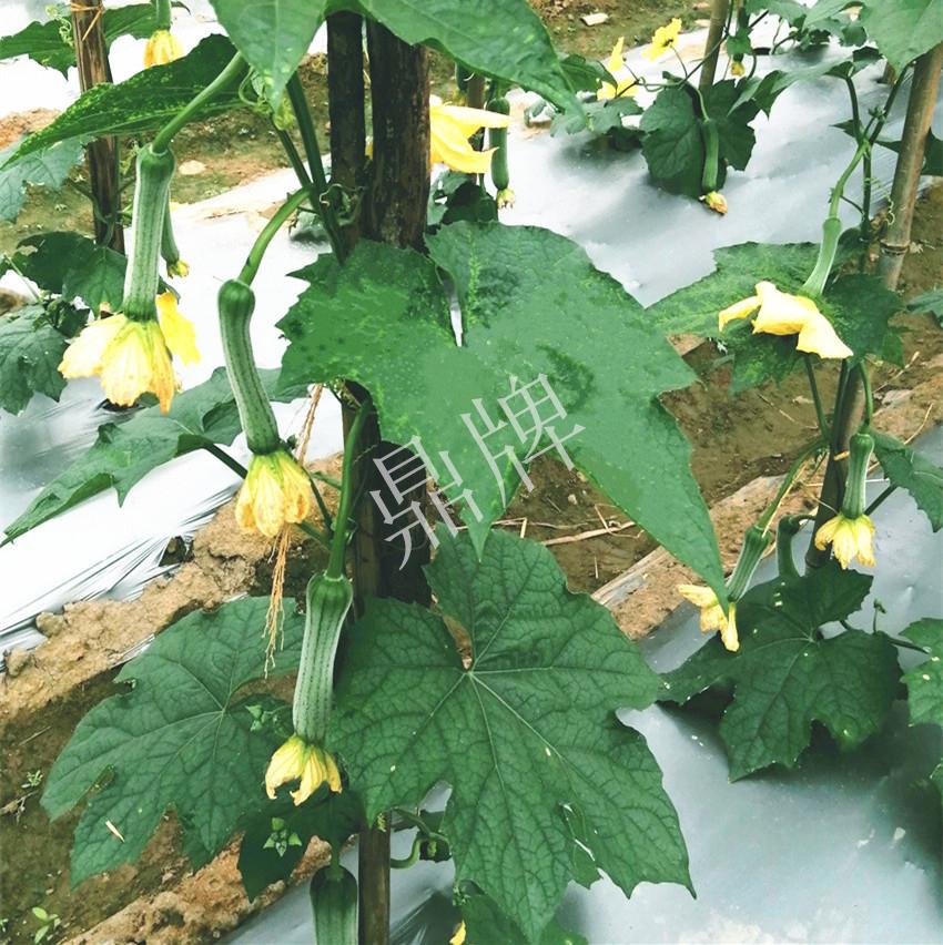 大棚种植丝瓜技术要求_大棚丝瓜种植技术_大棚种植丝瓜技术与管理