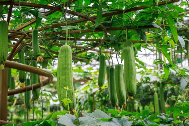 大棚种植丝瓜技术要点_大棚种植丝瓜技术要求_大棚丝瓜种植技术