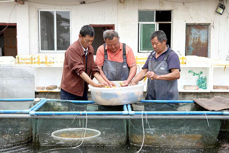 致富经养殖鱼视频_致富经养鱼视频大全集_养殖致富鱼技巧