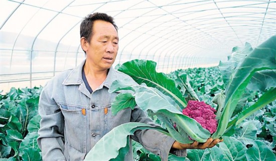 菜花大棚冬季种植技术_冬季大棚种植菜花技术与管理_冬季大棚种植菜花技术视频