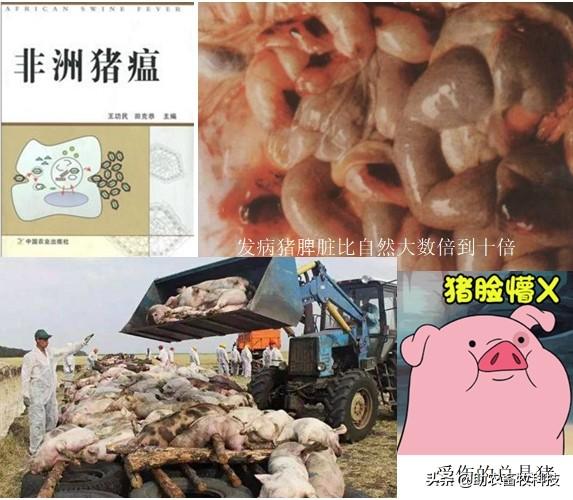 防控非洲猪瘟这样做才接地气更全面，且成本不高还可以提高效益