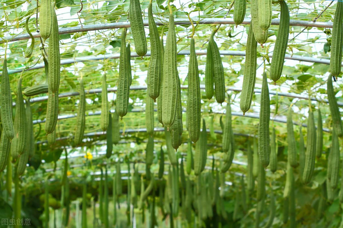 大棚丝瓜种植技术_大棚种植丝瓜技术要求_大棚丝瓜的种植技术