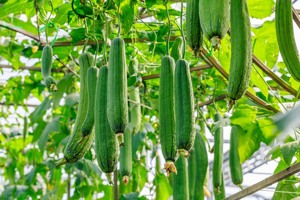 大棚丝瓜的种植技术_大棚种植丝瓜技术要求_大棚丝瓜种植技术