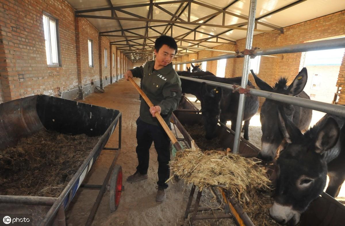 养驴如何饲喂？了解驴的饮食特点，少走一些弯路