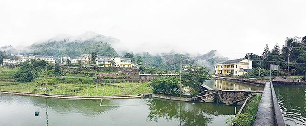 丝瓜种植致富_麻栗坡种植致富_发展雷竹种植是致富的好门道