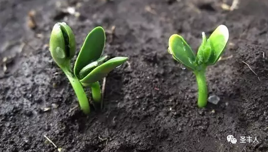 【种植技术】大豆除草技术全攻略！